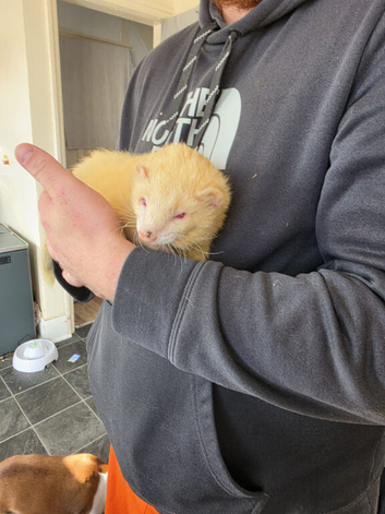 Chipped Beautiful & Very Friendly Pair of 18-Month-Old Semi-Angora Pet Ferrets (Loki & Thor hobs