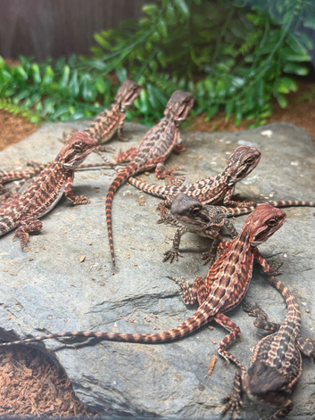 100% Baby Red Monster Bearded Dragons