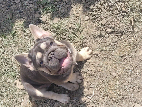 Big rope french bulldog