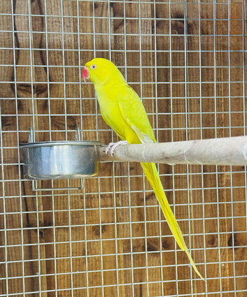 Yellow ringneck parrot