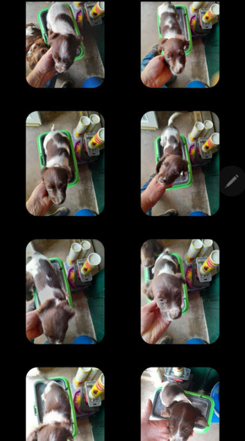 Beautiful liver and white English springer spaniels