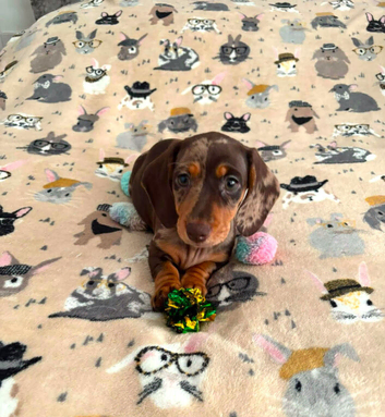 Outstanding KC Reg Miniature Dachshund Puppies &ndash; Ready Now (Walsall)