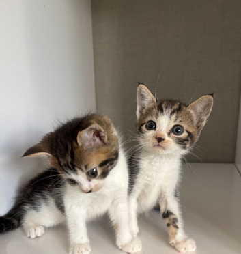 2 beautiful Norwegian mix kittens