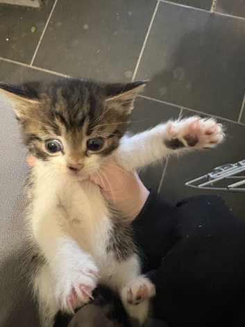 2 girl teddy kittens ready for new home