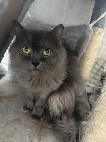 2x cats to rehome asap!
