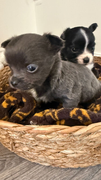 Blue chihuahua long haired puppy-Male