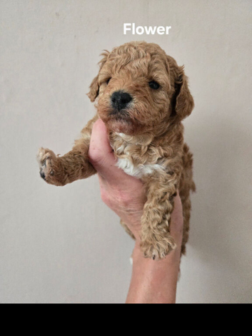 Poochon puppies