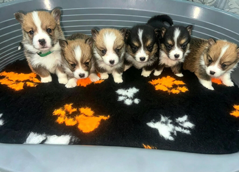 Kc Pembroke corgi puppies
