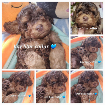 Beautiful cockerpoos