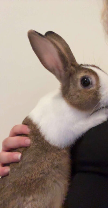 Dutch Bunny for sale