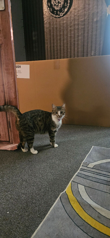 Female tabby cat