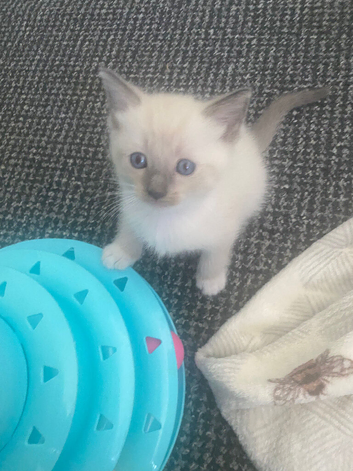 One boy one girl ragdoll kittens