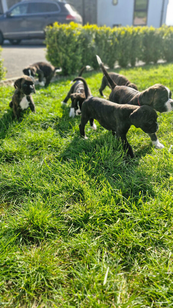 Pedigree Boxer's