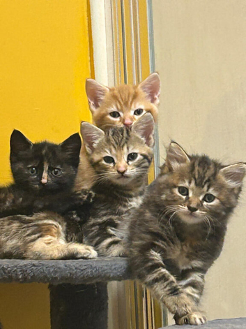 Cute Fluffy Kittens