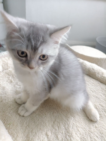 British Shorthair kitten