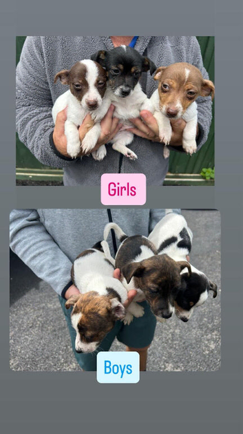 Jack Russell puppies