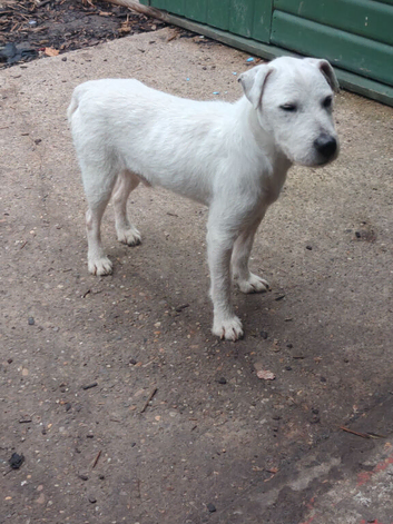 male 13 months ingles blood