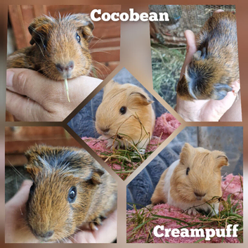 forever Loving Home  &ndash; Coco Bean & Creampuff