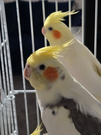 Cockatiels