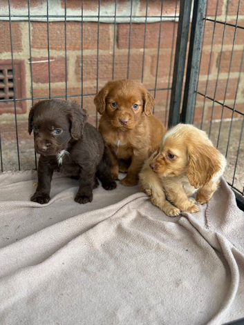 Mixed litter cocker spaniels