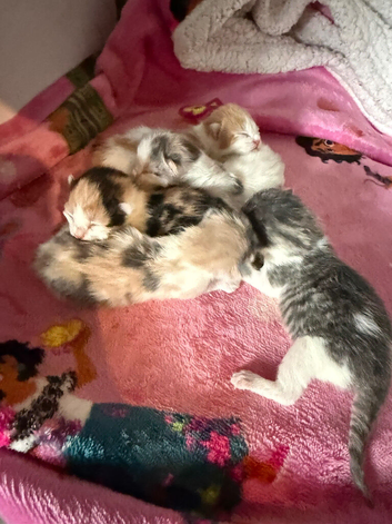4 beautiful diluted calico ready now