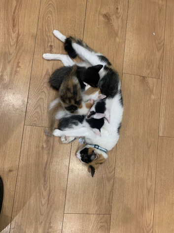 Kittens for sale