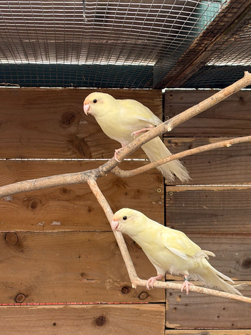 3 Kakarikis for sale, Redditch