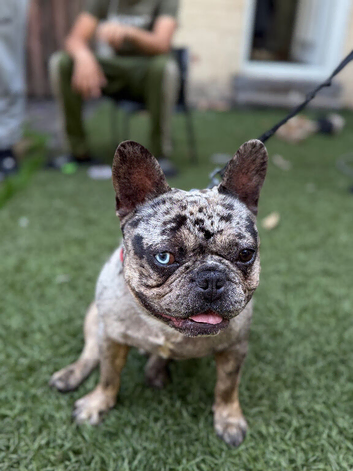 Beautiful French bulldog