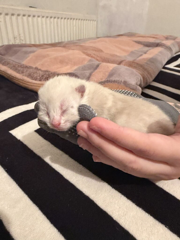 Kittens in Bradford