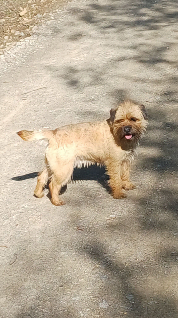 Kc reg border terrier  puppies