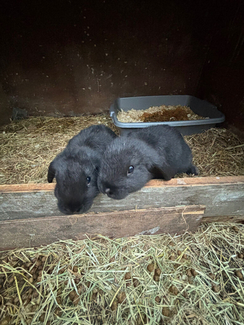 2 male pure lops
