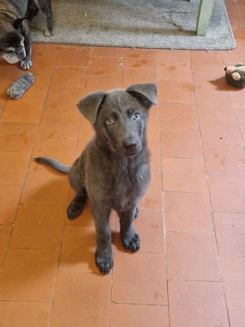 12 WEEK OLD BLUE GERMAN SHEPHERD