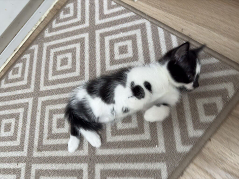 Beautiful Kittens Looking for Loving Homes