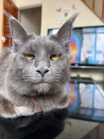 Female Maine coon