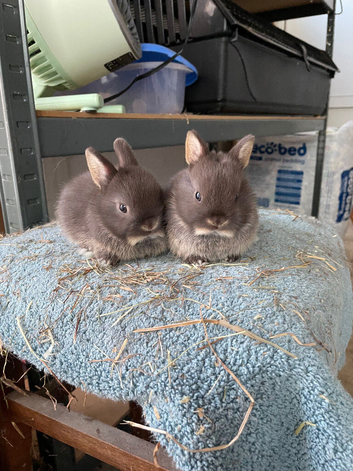 Netherland Dwarf purebred baby Rabbits