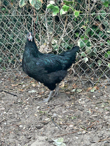 2 POL copper maran hens & olive egger grower hen