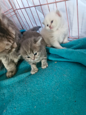 British short haired cross kittens for sale