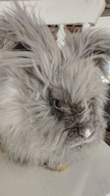 English Angora male