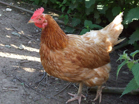 Brown Warren Hens for Rehome