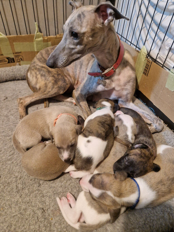 Beautiful whippet puppies for sale