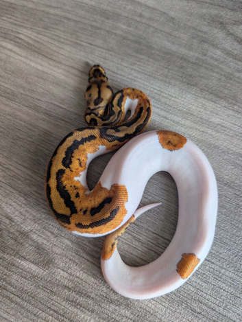 Leopard yellowbelly clown pied