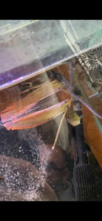 Arowana