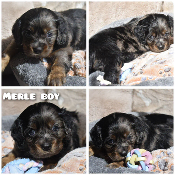 Health Tested Cavapoo Puppies