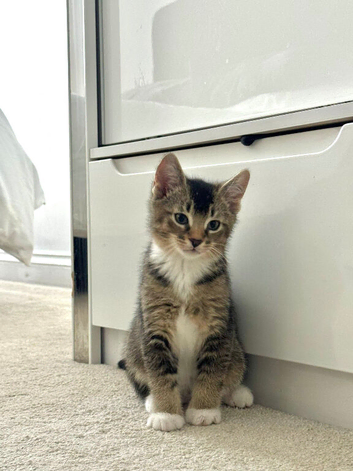 2/6 Abyssinian & Tabby Mix LEFT