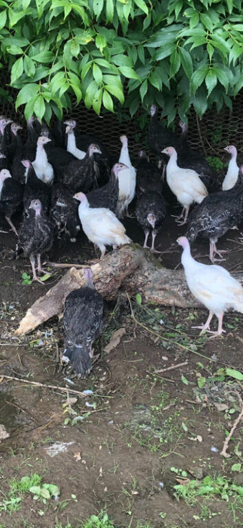Norfolk Bronze Turkeys