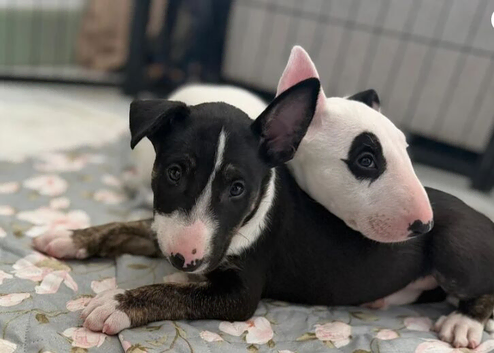 Stunning KC Registered Bull Terrier Litte