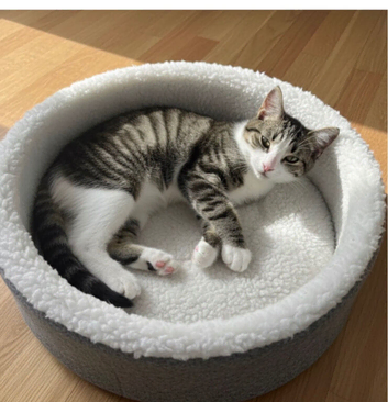 Kittens needing homes