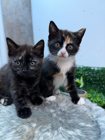 Adorable Kittens