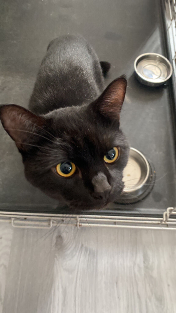 Cat for a good home