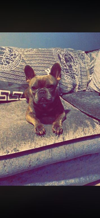 Brindle boy French bulldog